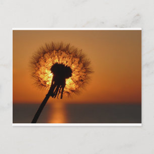 Postal Pusteblume / Dandelion