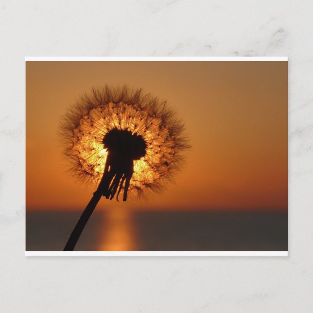 Postal Pusteblume / Dandelion (Anverso)
