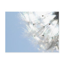 Pusteblumen Löwenzahn Himmelblau Fotografie