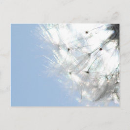 Postal Pusteblumen Löwenzahn Himmelblau Fotografie