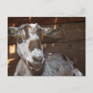 Postal Pygmy Goat