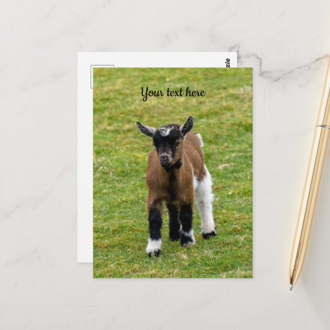 Postal Pygmy Goat Kid (Anverso/Reverso In Situ)