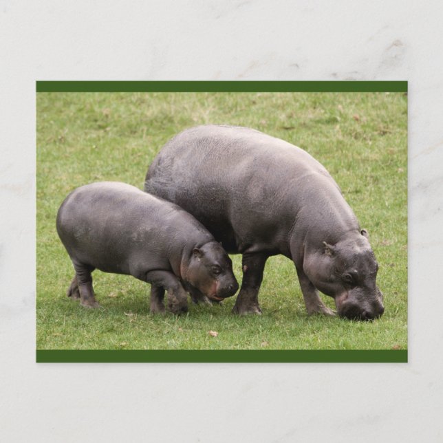 Postal Pygmy Hippos Postcard (Anverso)