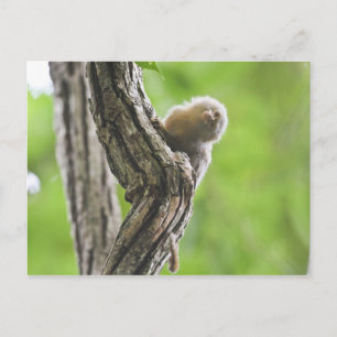 Postal Pygmy Marmoset