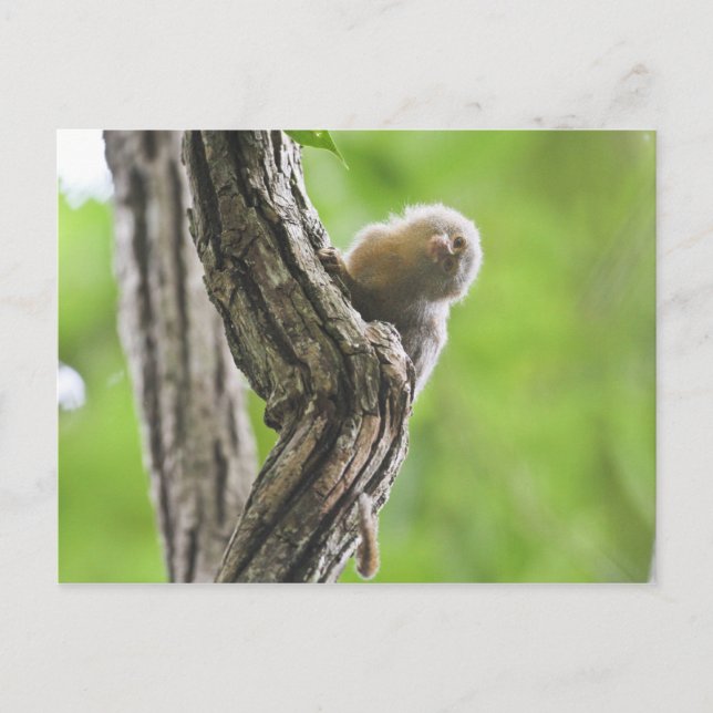 Postal Pygmy Marmoset (Anverso)
