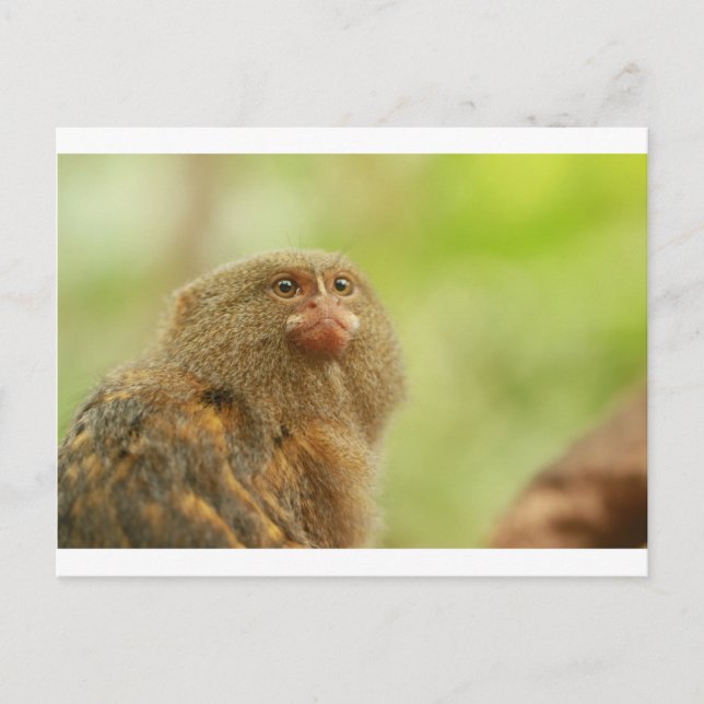 Postal Pygmy Marmosets (Anverso)