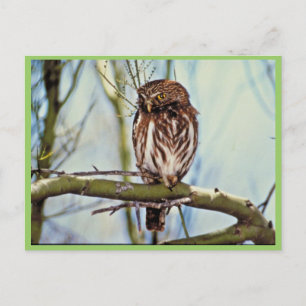 Postal Pygmy Owl