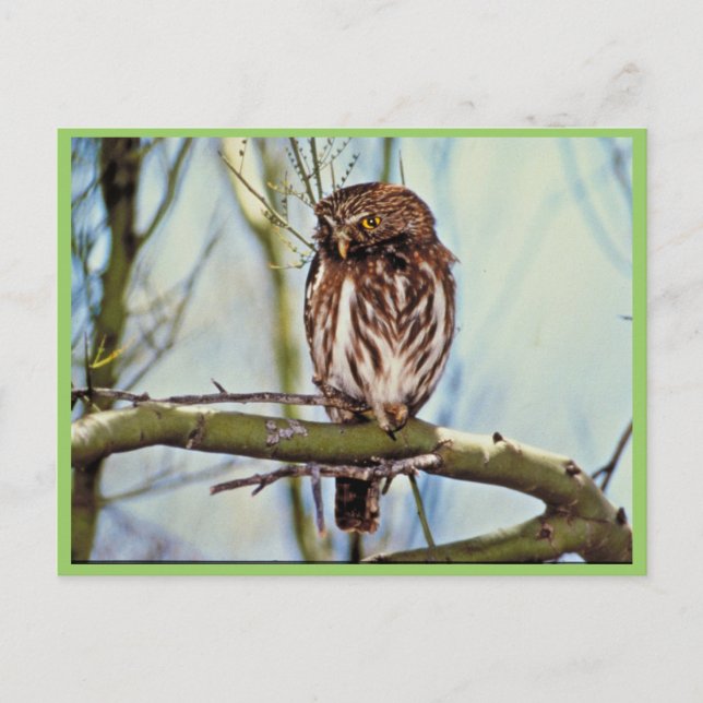 Postal Pygmy Owl (Anverso)