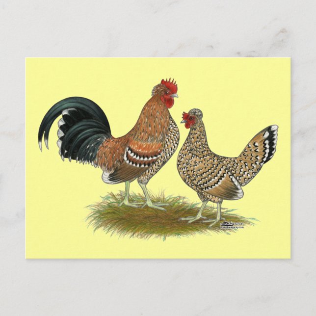 Postal Pyncheon Bantams (Anverso)
