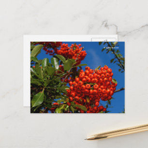Postal Pyracantha Coccinea Scarlet Firethornes Berries