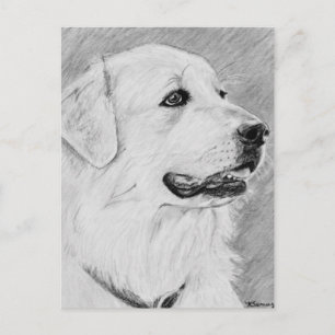 Postal PyreneanMountainDog.jpg