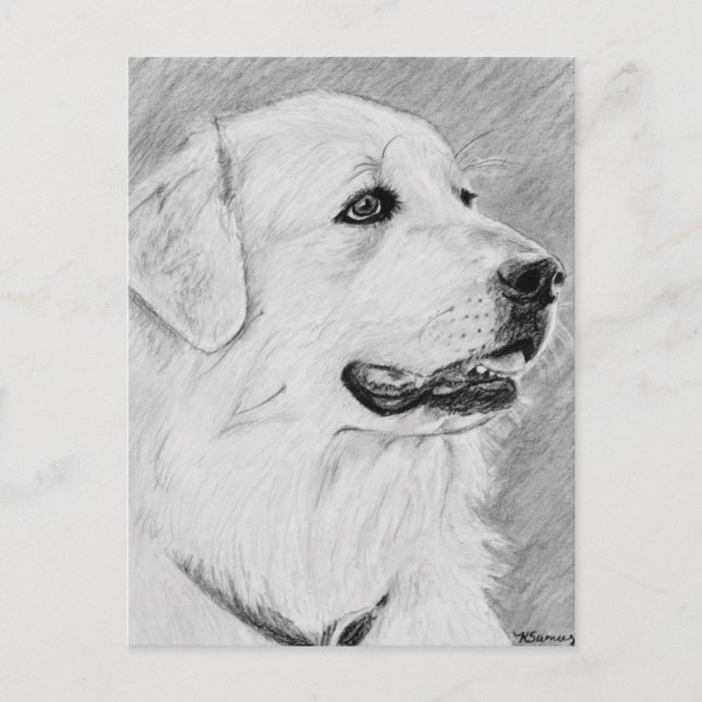 Postal PyreneanMountainDog.jpg (Anverso)