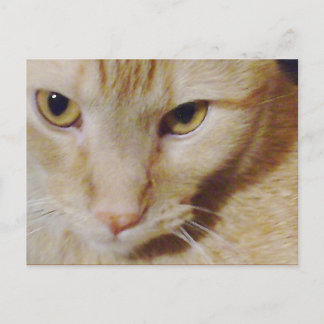 Postal Pyro Kitty
