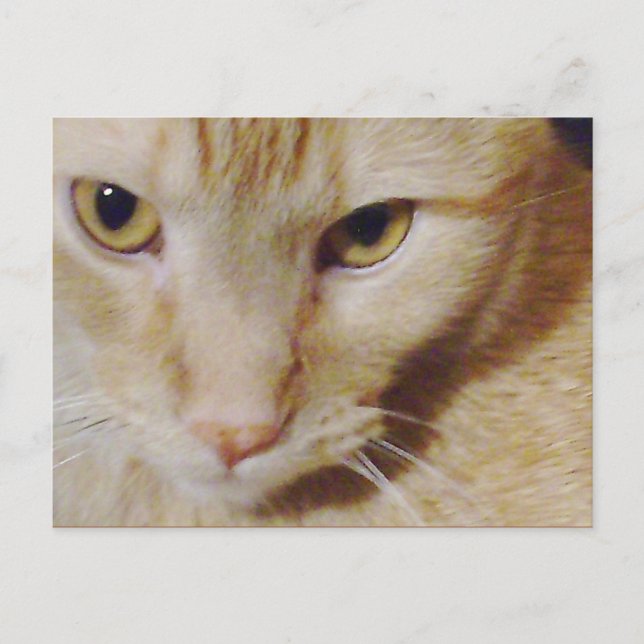 Postal Pyro Kitty (Anverso)