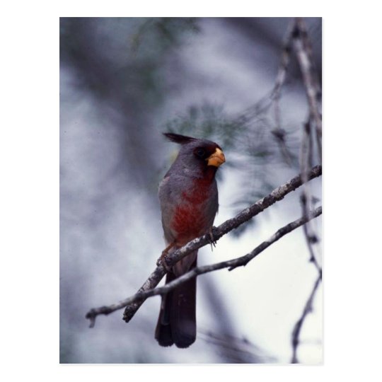 Postal Pyrrhuloxia
