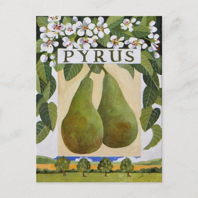 Postal Pyrus (Anverso)