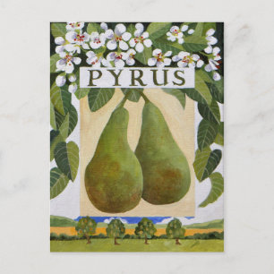 Postal Pyrus