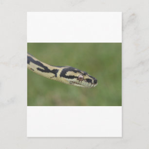 Postal Python australiano