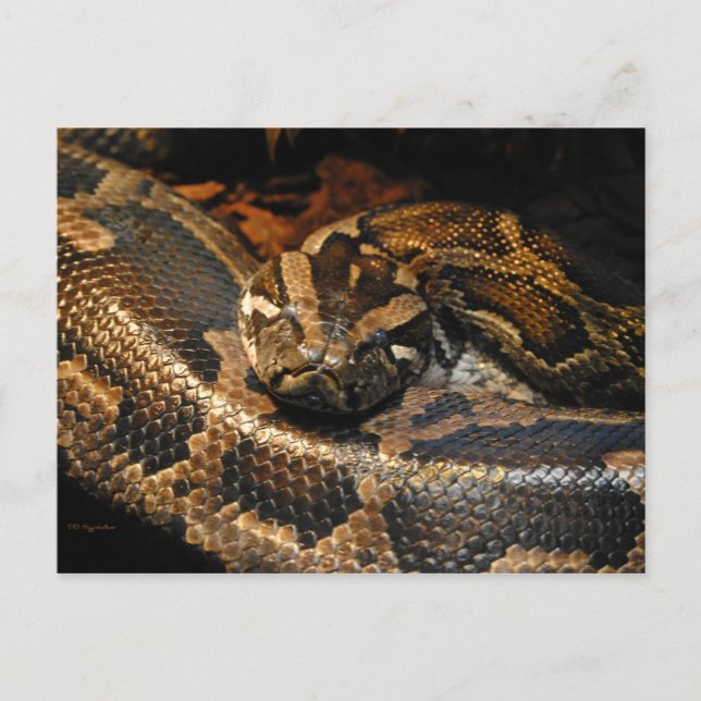 Postal Python birmano (Anverso)