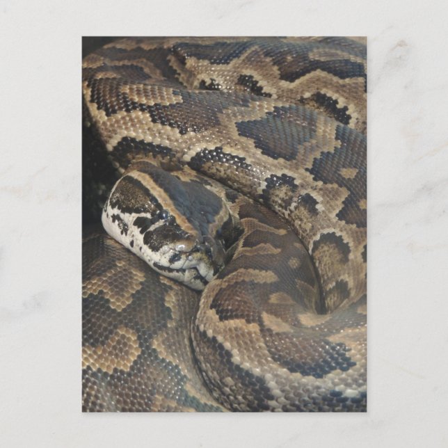 Postal Python birmano (Anverso)