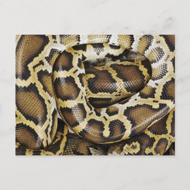 Postal Python birmano (Anverso)