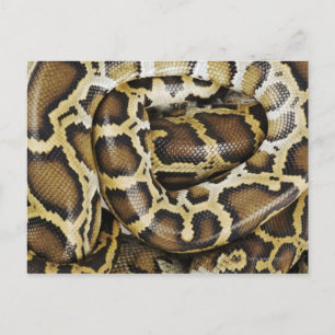 Postal Python birmano