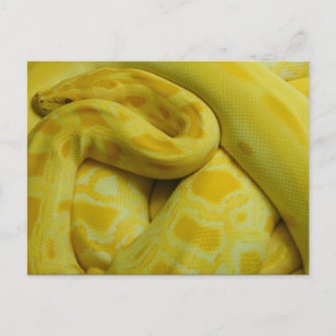 Postal Python birmano amarillo