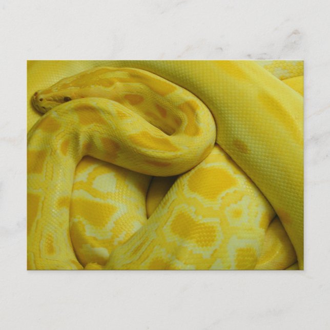 Postal Python birmano amarillo (Anverso)