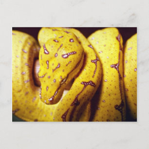 Postal Python de árbol amarillo, bebé