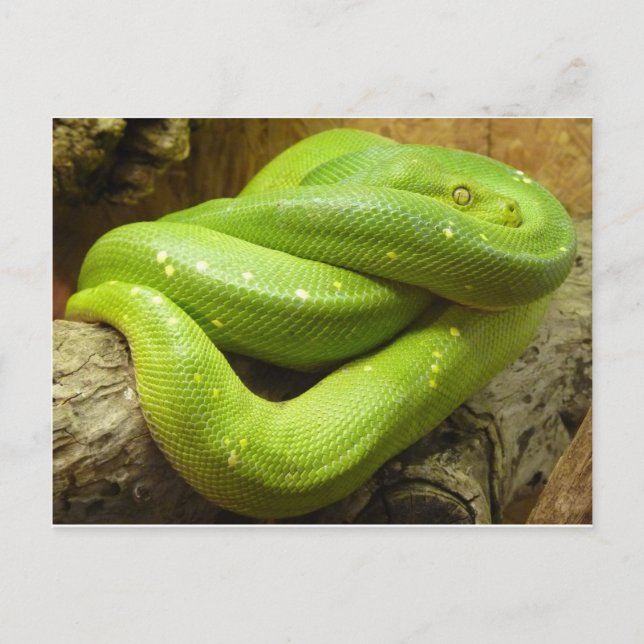 Postal Python de árbol verde (Anverso)