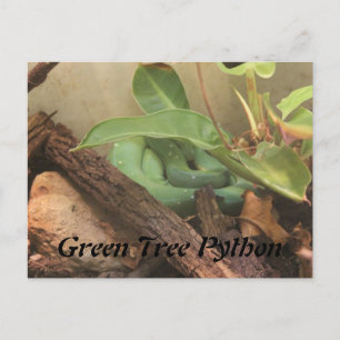 Postal Python de árbol verde