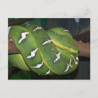 Postal Python de árbol verde