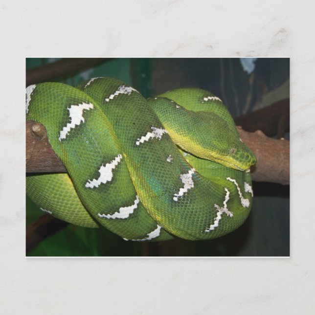 Postal Python de árbol verde (Anverso)