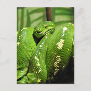 Postal Python de árbol verde
