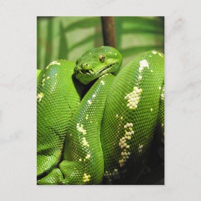 Postal Python de árbol verde (Anverso)