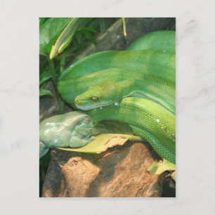 Postal Python de árbol verde y rana de árbol blanco