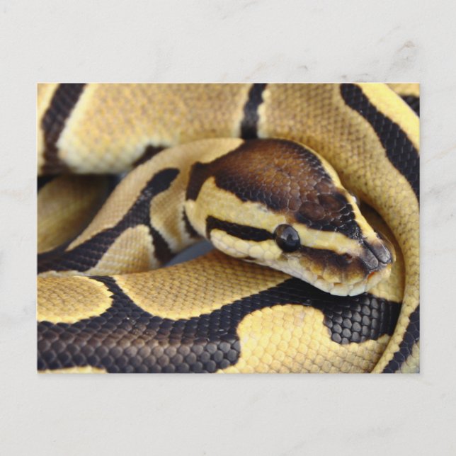 Postal Python de bolas amarillas y negras 3 (Anverso)
