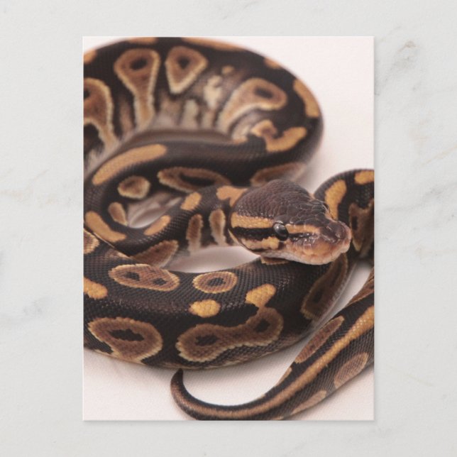 Postal Python de bolas negro y amarillo (Anverso)