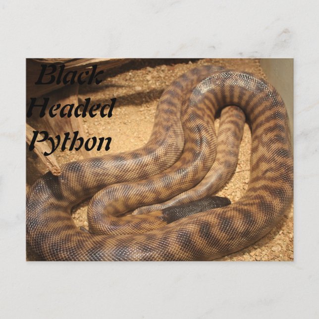 Postal Python de cabeza negra (Anverso)