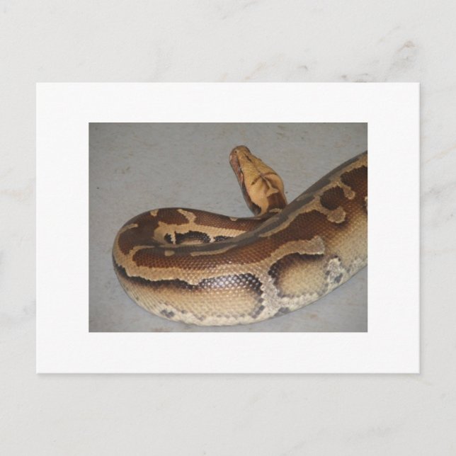 Postal Python de sangre (Anverso)