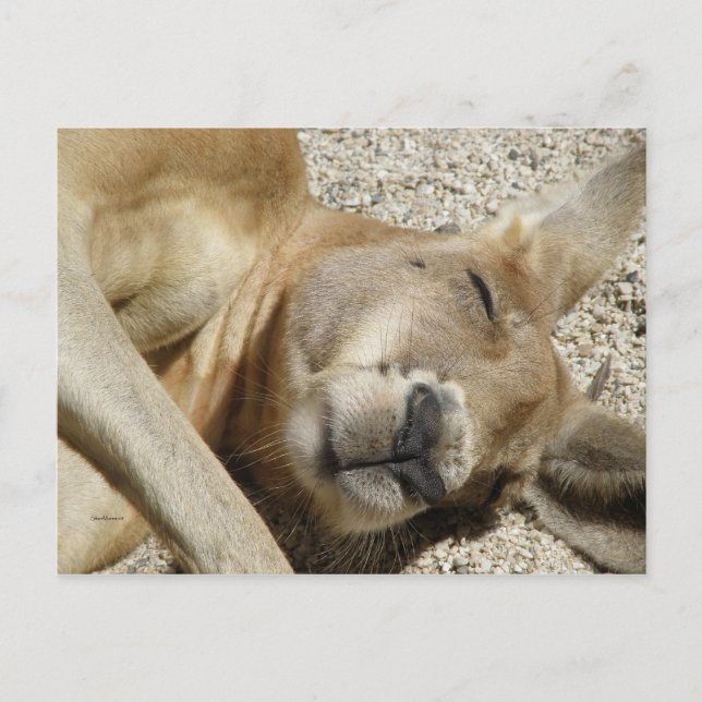 Postal QLD Australia, un canguro que duerme después de la (Anverso)