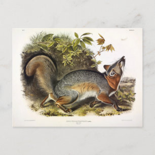 Postal Quadrupedos estadounidenses de Fox Grey Fox Gray
