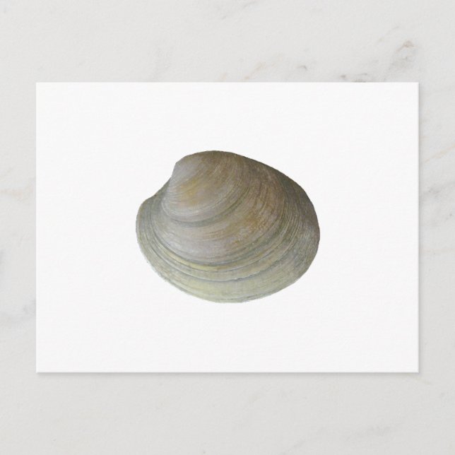 Postal Quahog Clam (sin título) (Anverso)