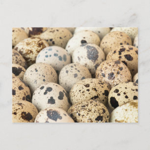 Postal Quail Eggs