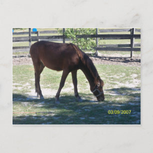 Postal Quarter Paso Colt Grazing