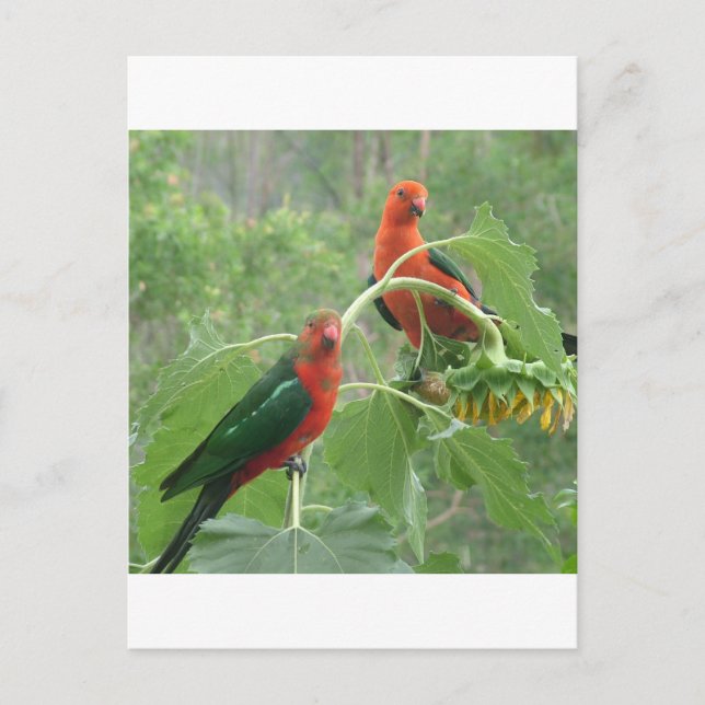 Postal ¿Qué? (Anverso)