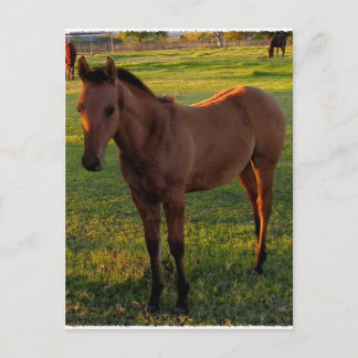 Postal Qué Bella Mañana En Wickenburg