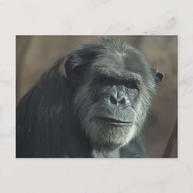 Postal ¿Qué cara? (Anverso)