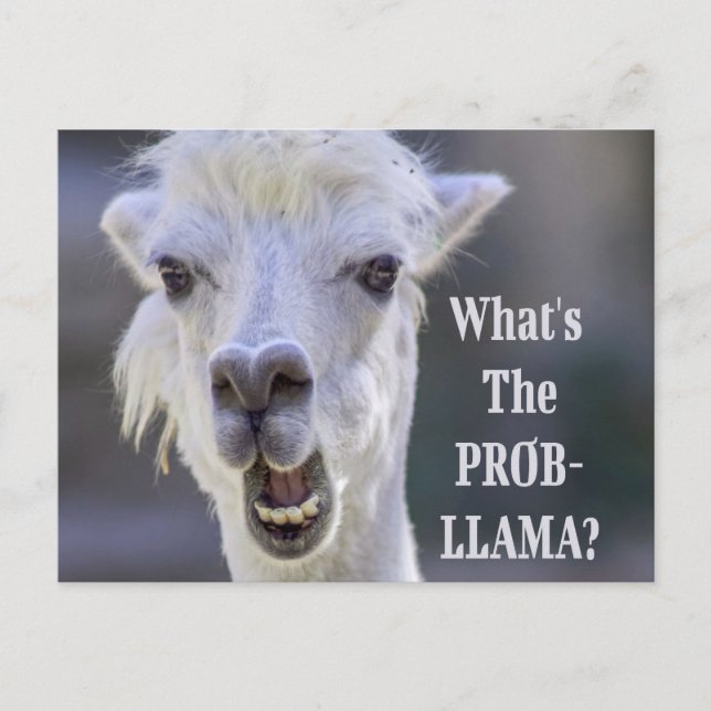 Postal ¿Qué es el Prob- Llama? Cute Funny LLAMA (Anverso)