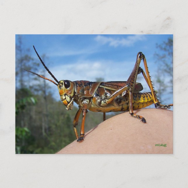 Postal Qué es Hoppin (Anverso)